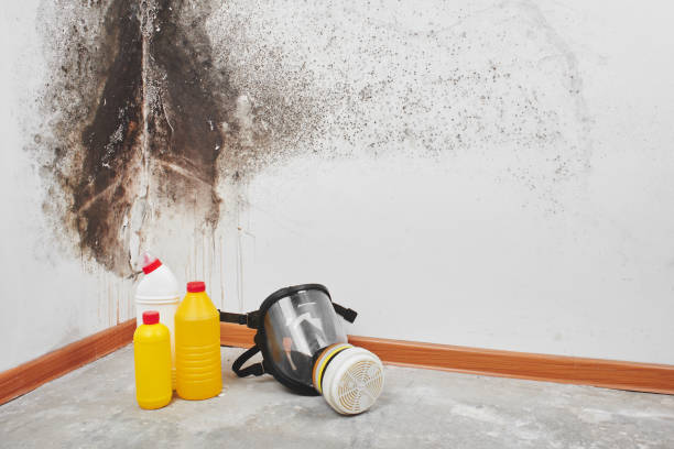 Best Mold Damage Repair  in Mpo, CA