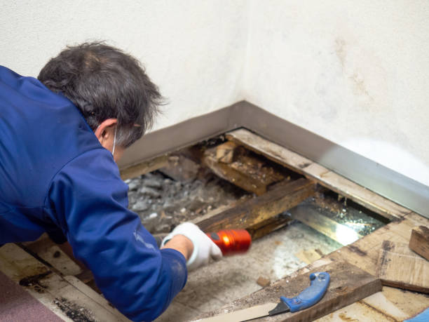 Best Crawl Space Mold Removal  in Mpo, CA