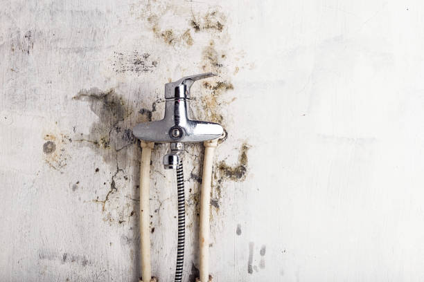 Best Fast Mold Removal  in Mpo, CA