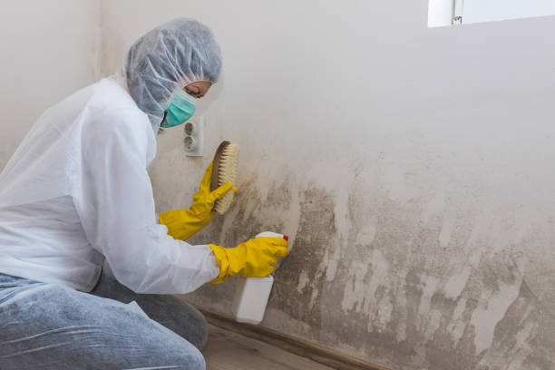 Best Black Mold Removal  in Mpo, CA