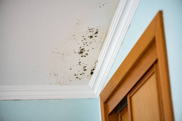 Best Affordable Mold Removal  in Mpo, CA