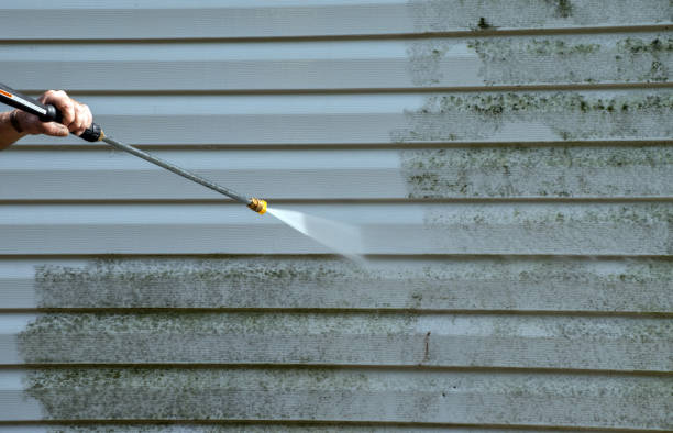 Mold Removal Process in Campo, CA