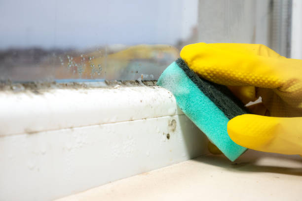 Best Mold Removal Near Me  in Mpo, CA