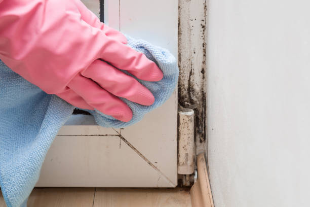 Trusted Campo, CA Mold Removal Experts