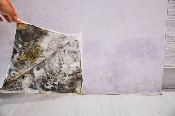 Best Mold Removal Process  in Mpo, CA
